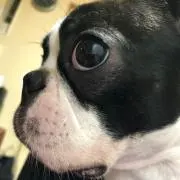 こむぎの画像