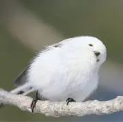 のんたんの画像