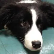 ビック