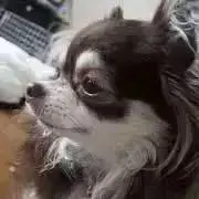 ベル