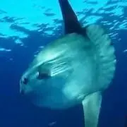 マンボー