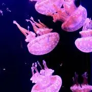 あすか