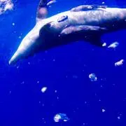 hanaの画像