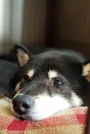 ノジパン