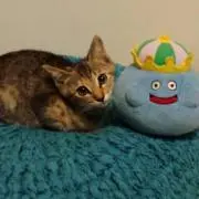 猫大好物