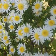 ちびーず☆の画像