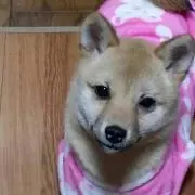 大吉