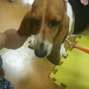ゆか
