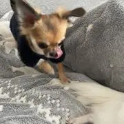 Cocoの画像