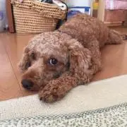 蒲焼き