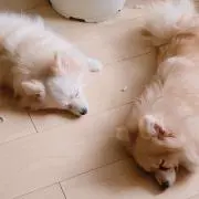 伽蓮