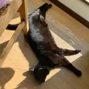 mayoの画像