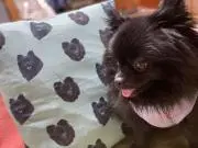 しほぽぽの画像