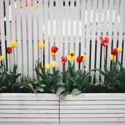 はれの画像