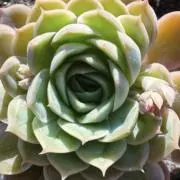 7-succulentsの画像