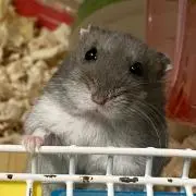 チビ