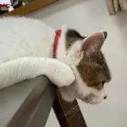 ハヌの画像