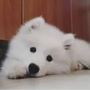 さとう