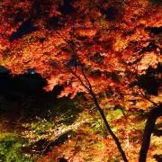ひこ