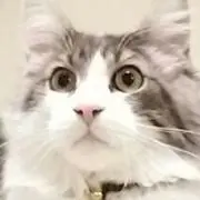 ジョジョ