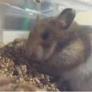 tataなり(◡‿◡ฺ✿)の画像