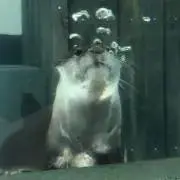 カワウソ値引交渉◎