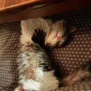 ___tamtamの画像