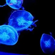 海月の画像