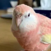 鳥好きの画像