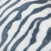しまうまの画像