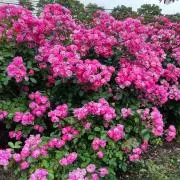 花(^^)の画像