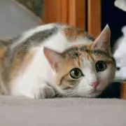 なおきの画像