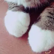 きっこの画像