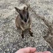 Miheeの画像