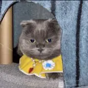 イニの画像
