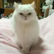 1091の画像