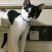 oreoの画像