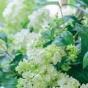 ribonの画像