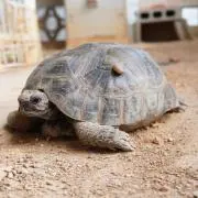 ゴルビーの画像