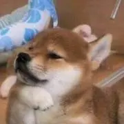 らんちゃん