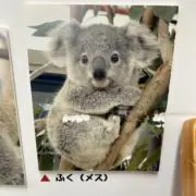 さくさく
