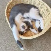 mochi⭐︎即購入歓迎の画像