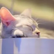 みい