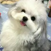 かりん
