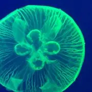 茶碗蒸し