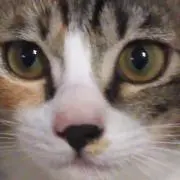 だいふくの画像