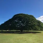 だっくすの画像