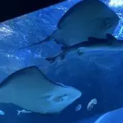 あむの画像