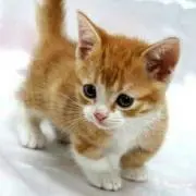 neko