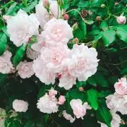 みずたま